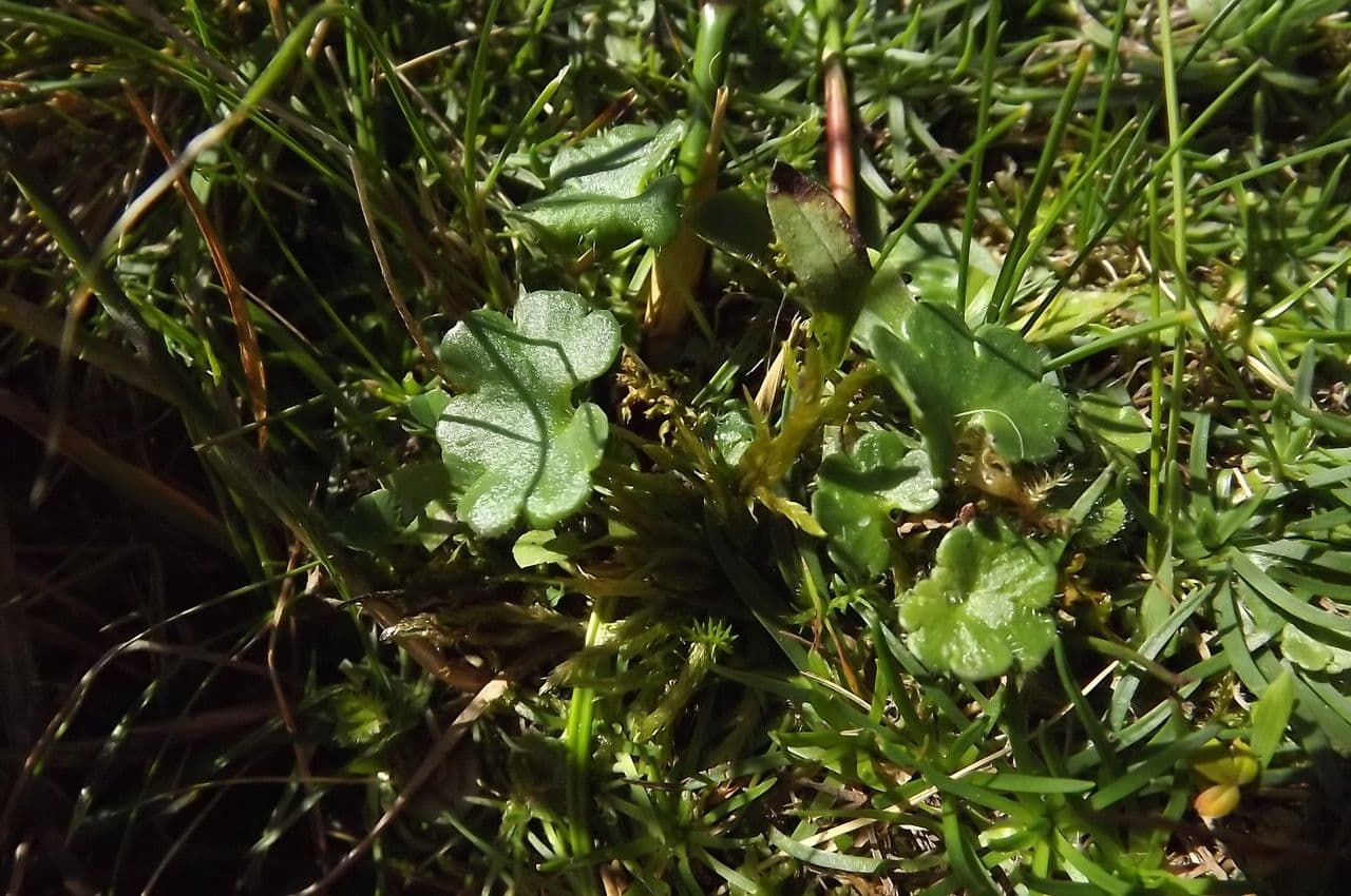 Sibthorpia Europaea 12