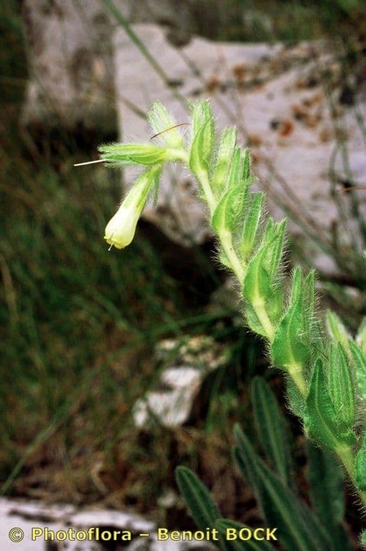 Onosma 23