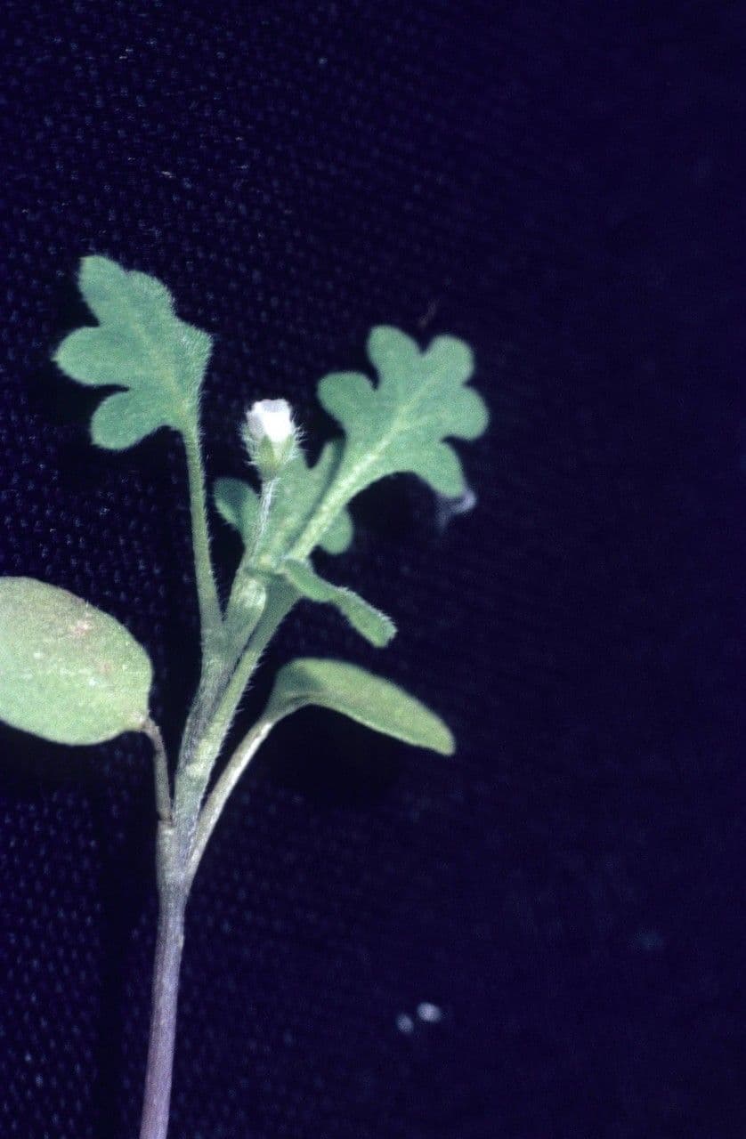 Nemophila breviflora 2