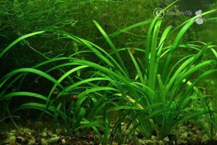 Sagittaria