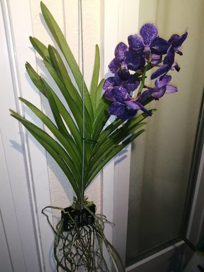 Vanda 6