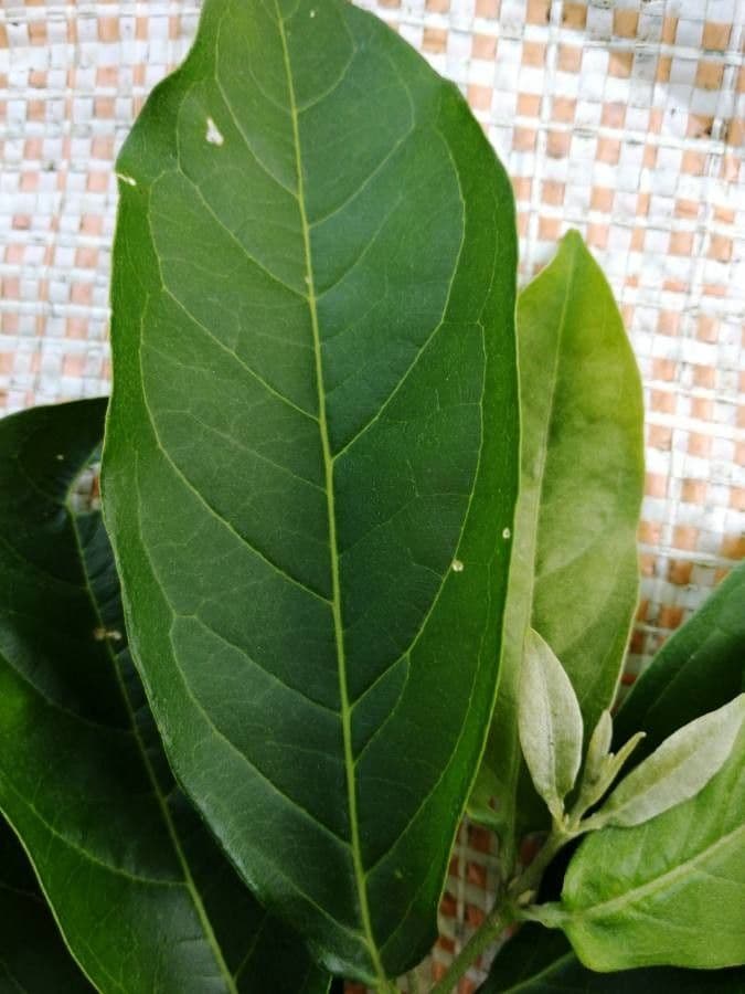 Bunchosia 6