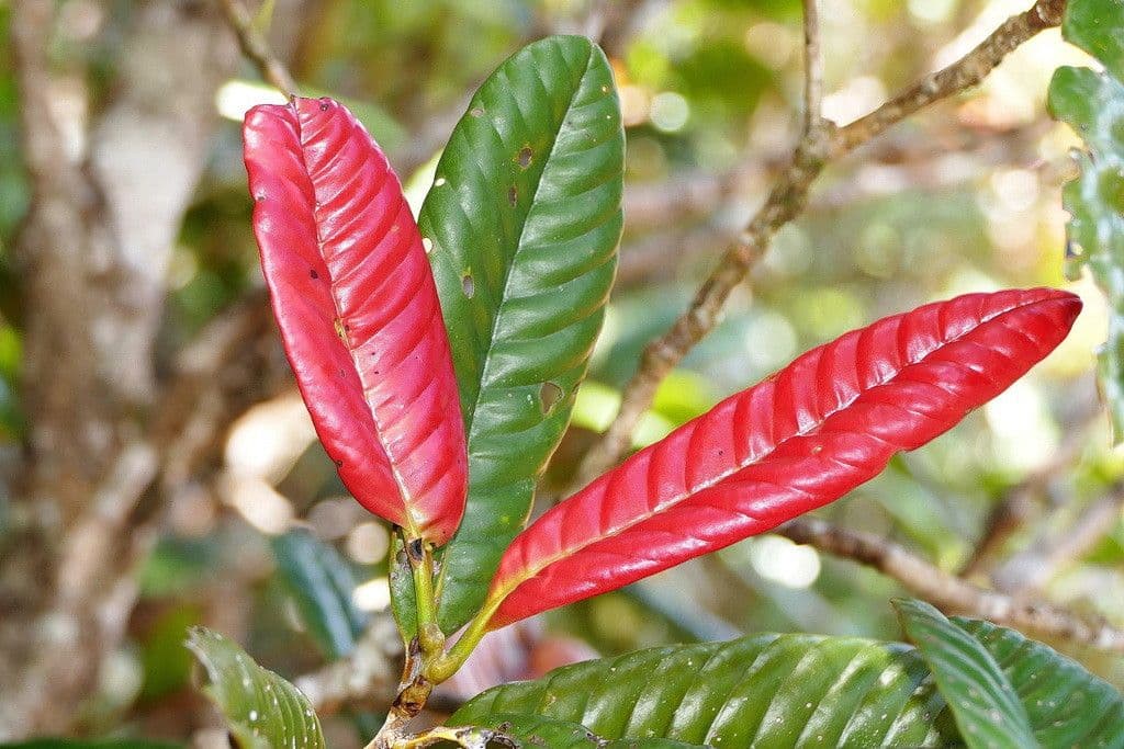 Nothofagus 9
