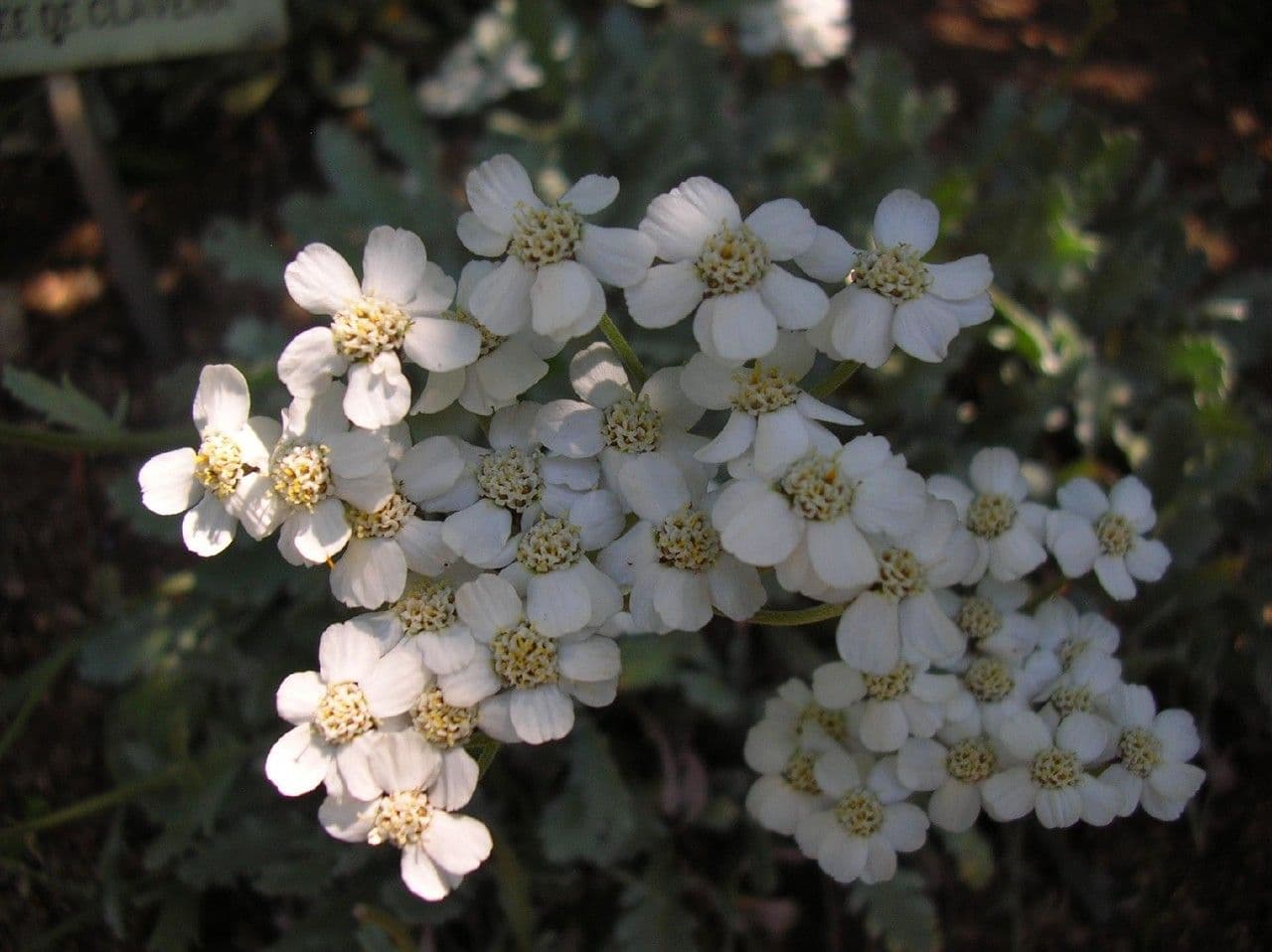 Achillea clavennae 4