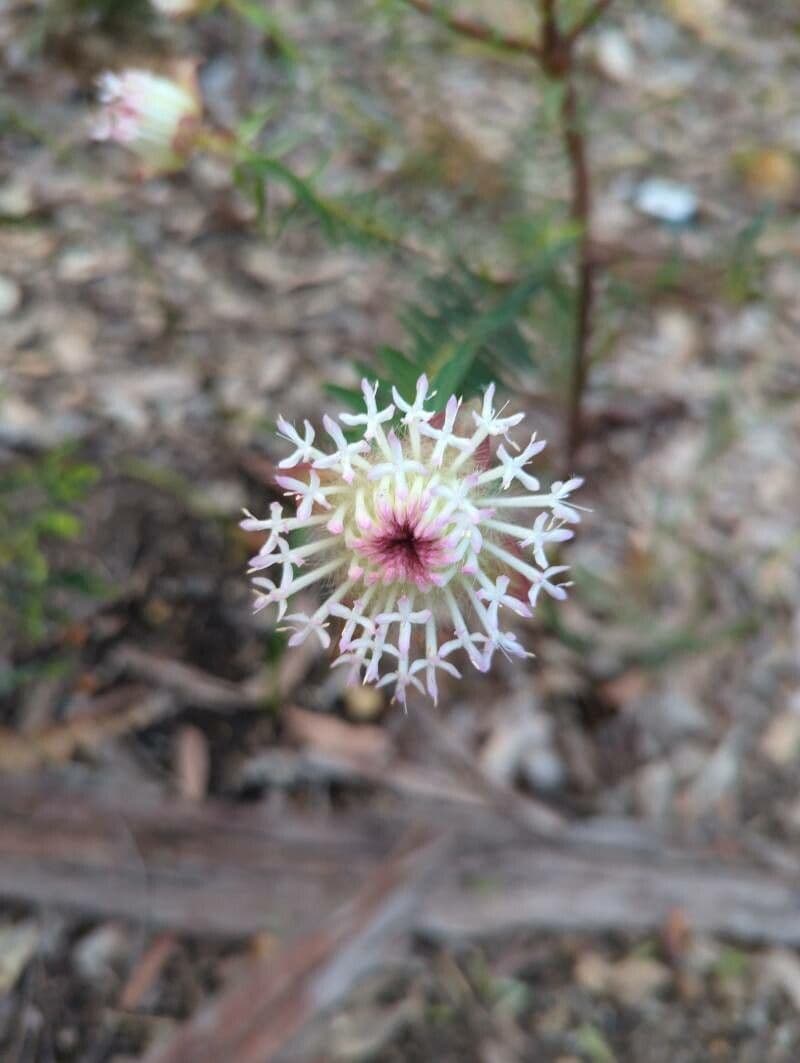Pimelea 3