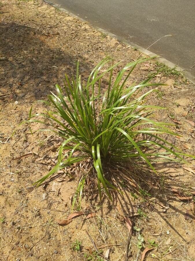 Lomandra 13