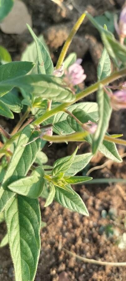 Cleome 9