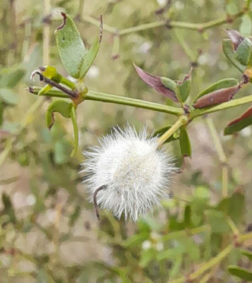 Buisson de créosote 3