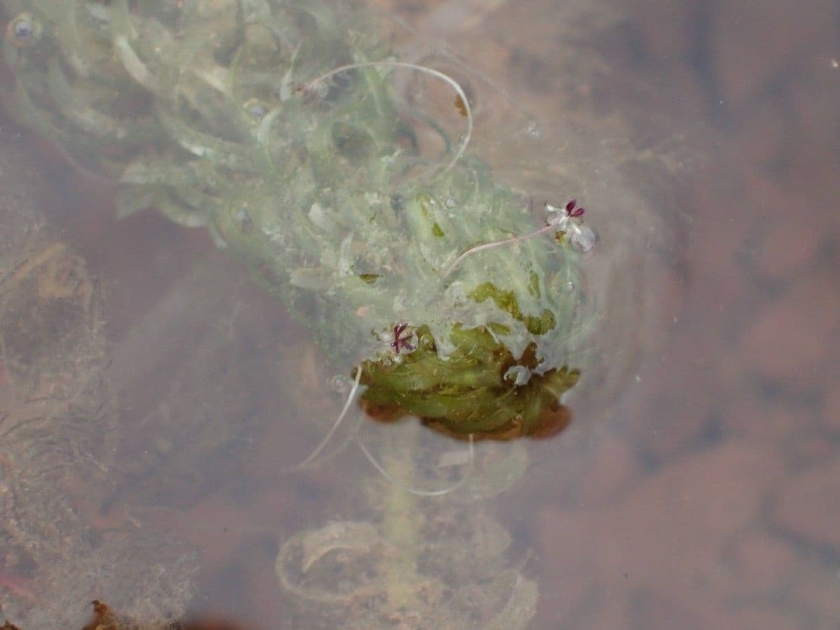 Elodea del Capo 6