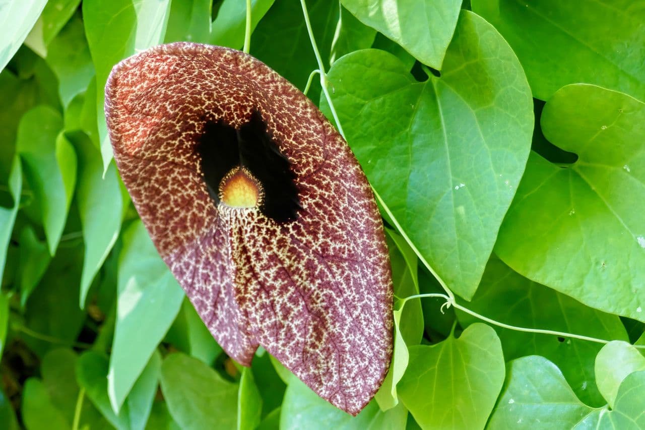 Aristolochia 12