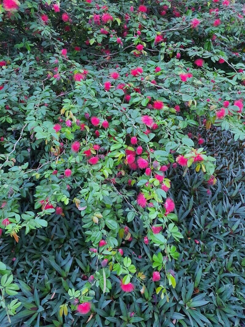 Calliandra 15