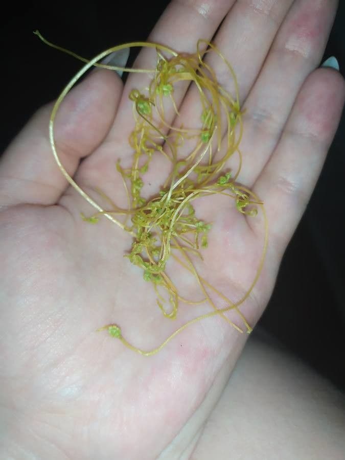 Cuscuta 16