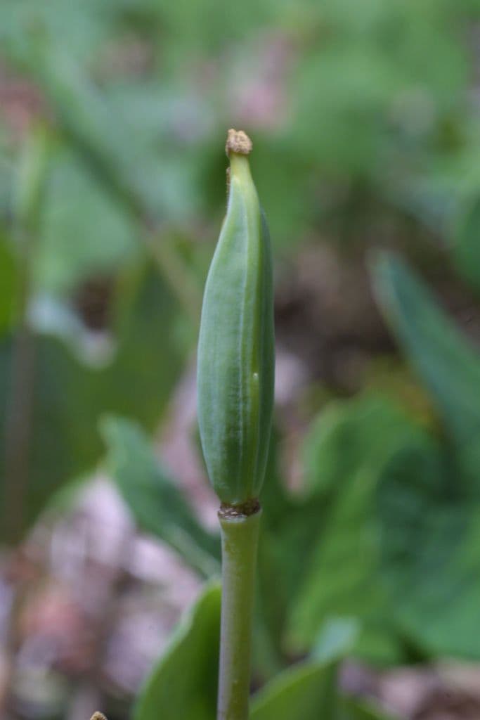 Sanguinaria 3