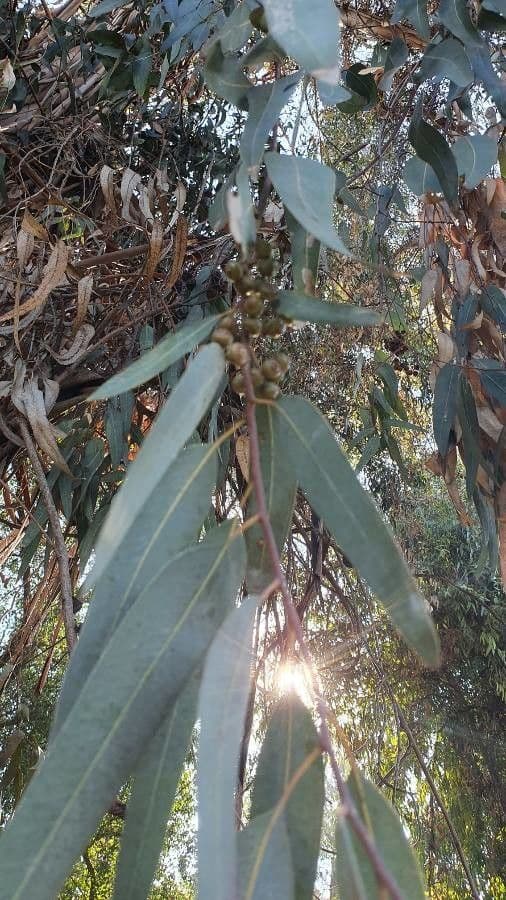 Glänzender Eukalyptus