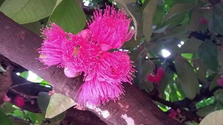 Syzygium malaccense 7