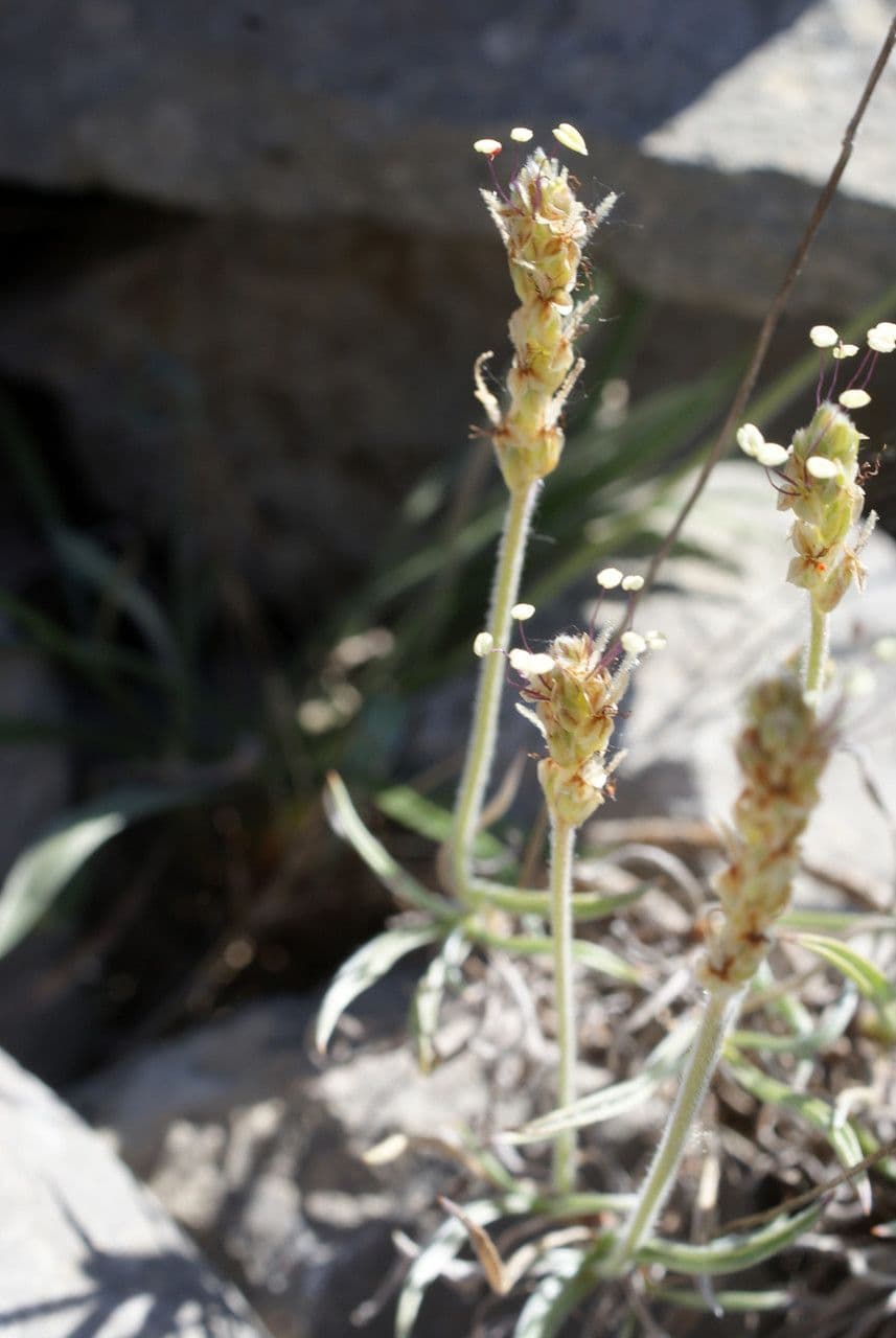 Piantaggine bianca 19