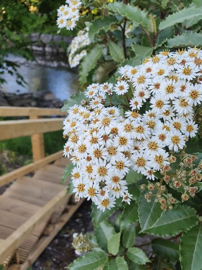 Olearia macrodonta 7