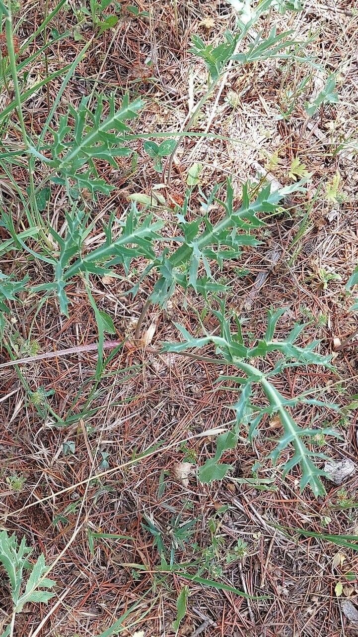Panicaut d'améthyste 8