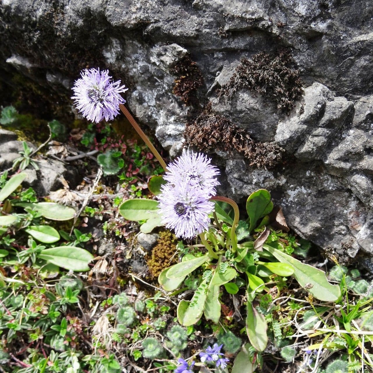 Koulenka bezstvolá 11