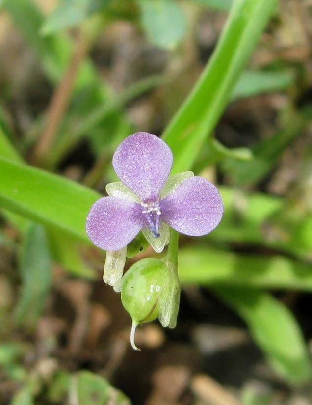 Murdannia nudiflora 5