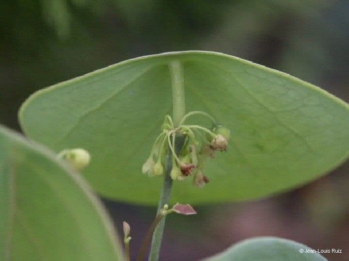 Phyllanthus 2
