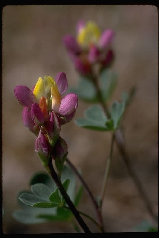 Łubin Stiversa 8