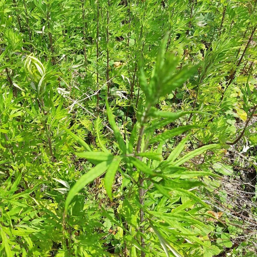 Bylica Verlota 20
