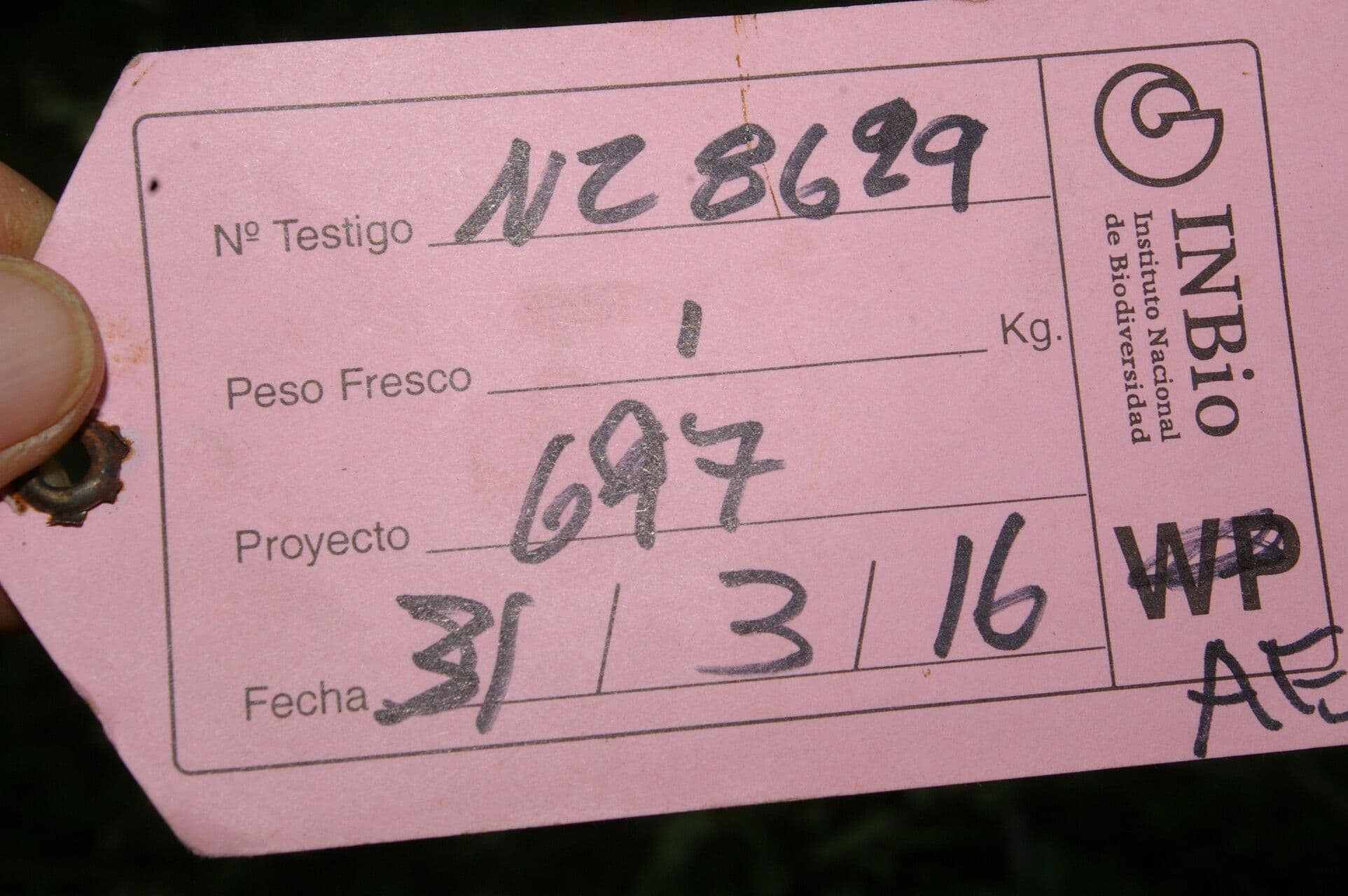Ocotea 17