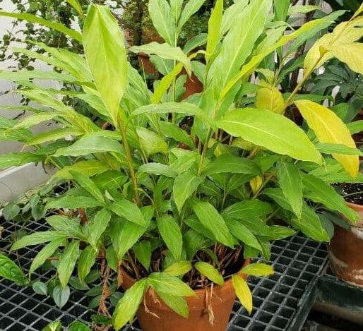 Zázvor purpurový 15