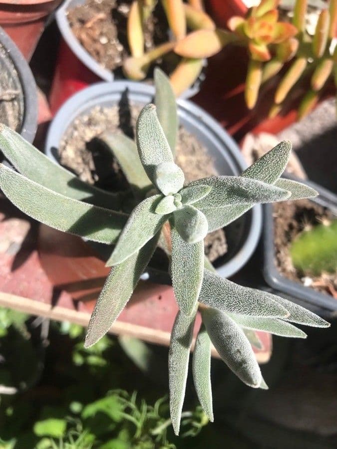 Crassula 11
