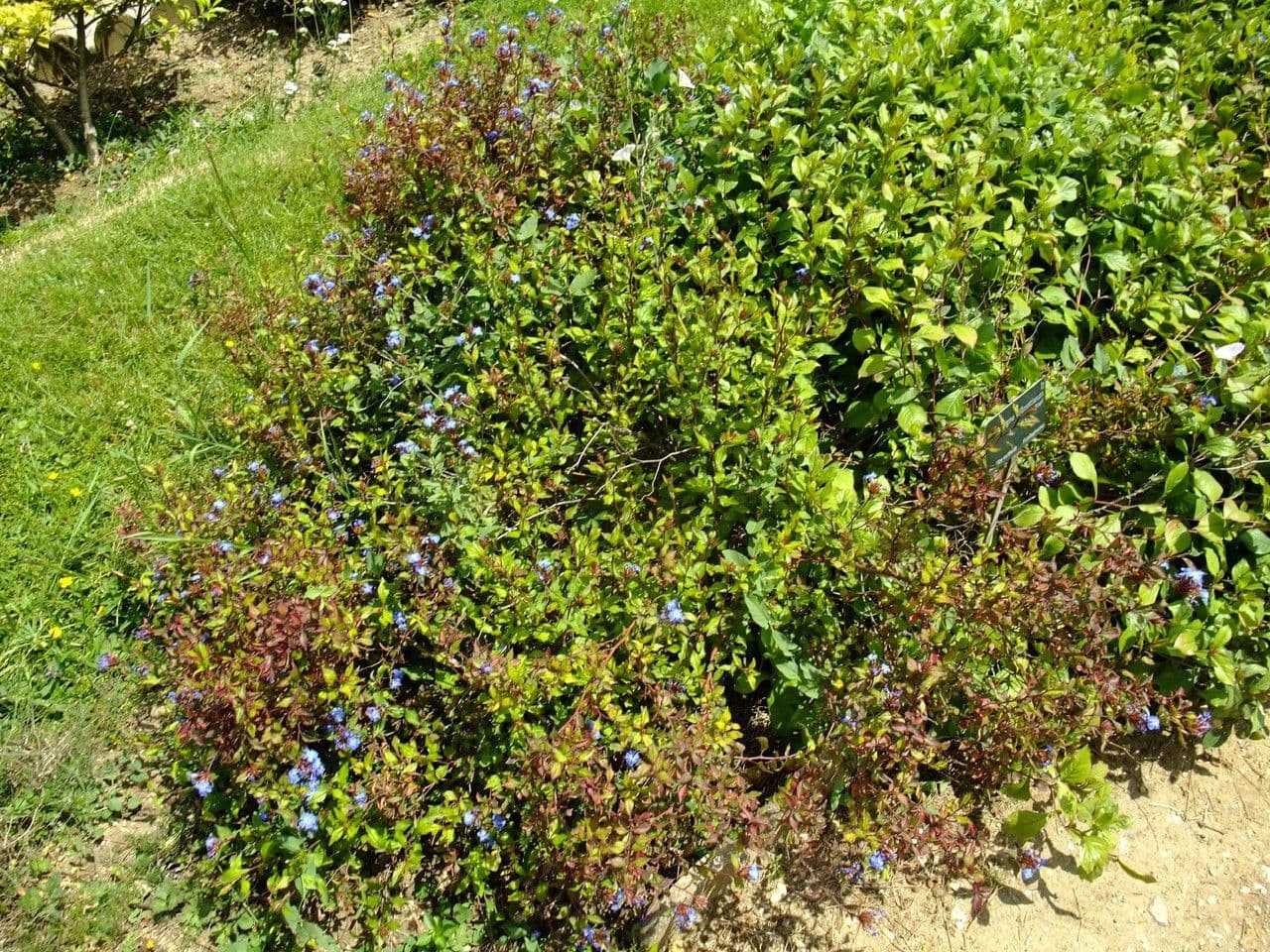 Ceratostigma 12