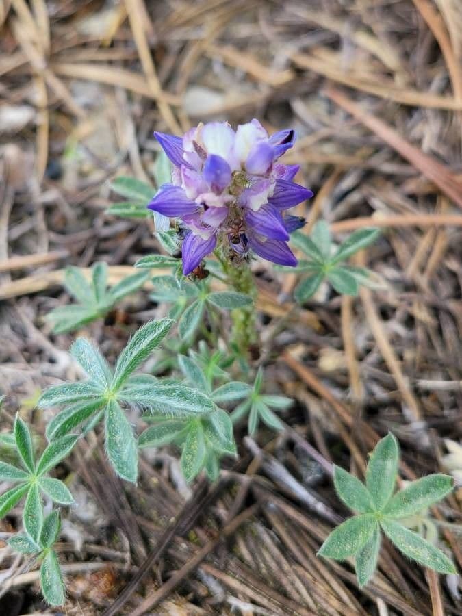 Donner See Lupine 6