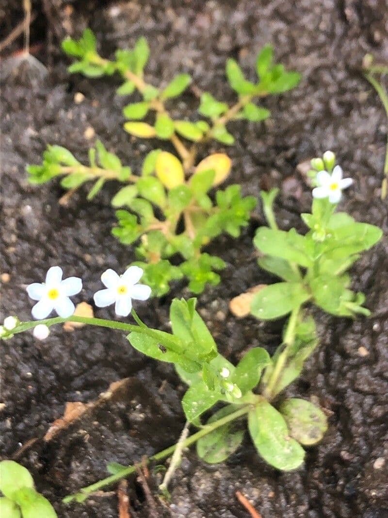 Myosotis 5