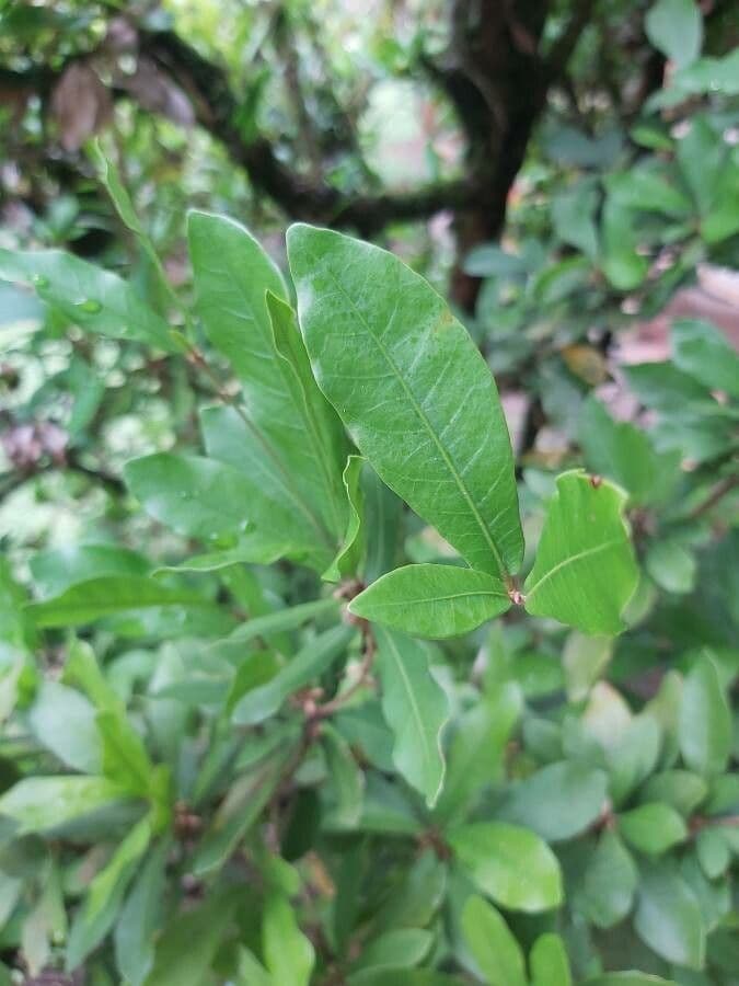 Synsepalum 20