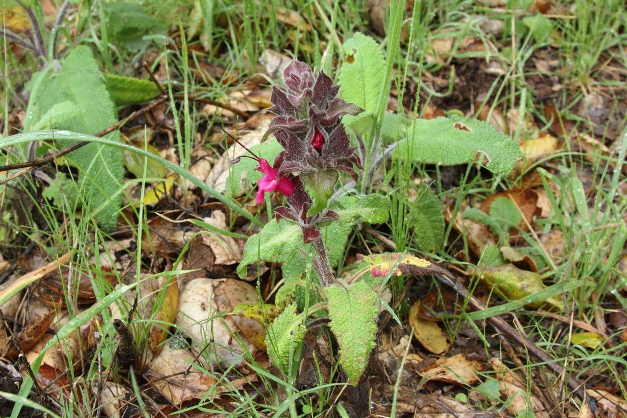 Salvia spathacea 11