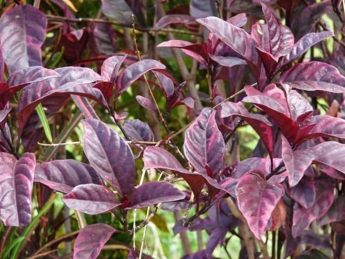 Graptophyllum pictum 10