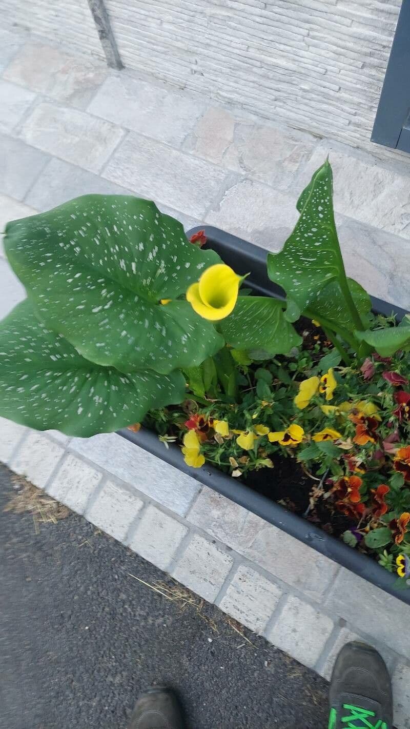 Calla di Elliott 6