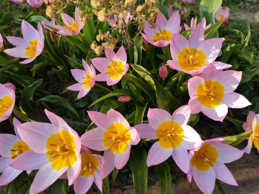 Tulipano 13