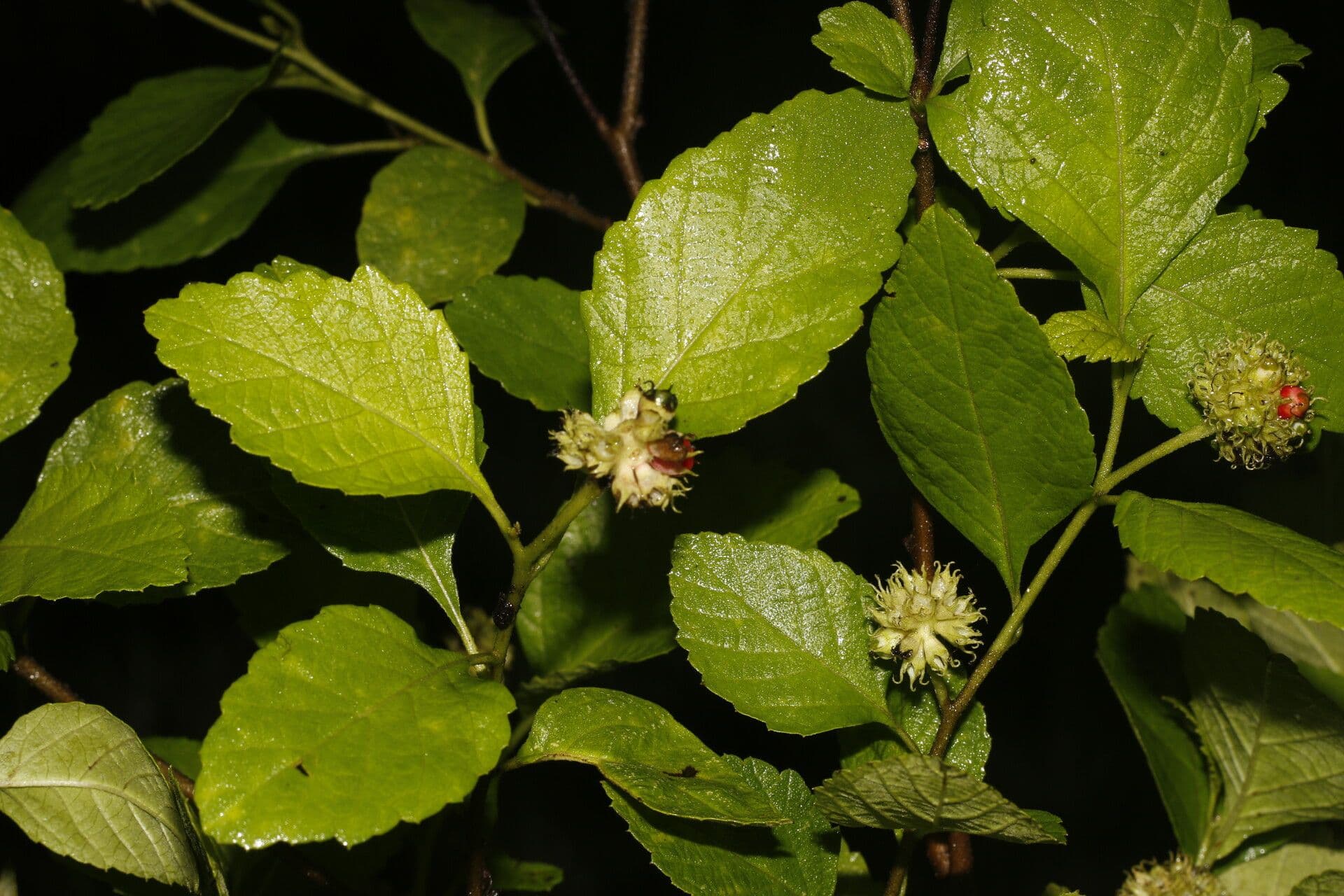 Varronia bullata 9