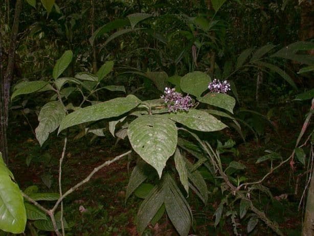Palicourea 6