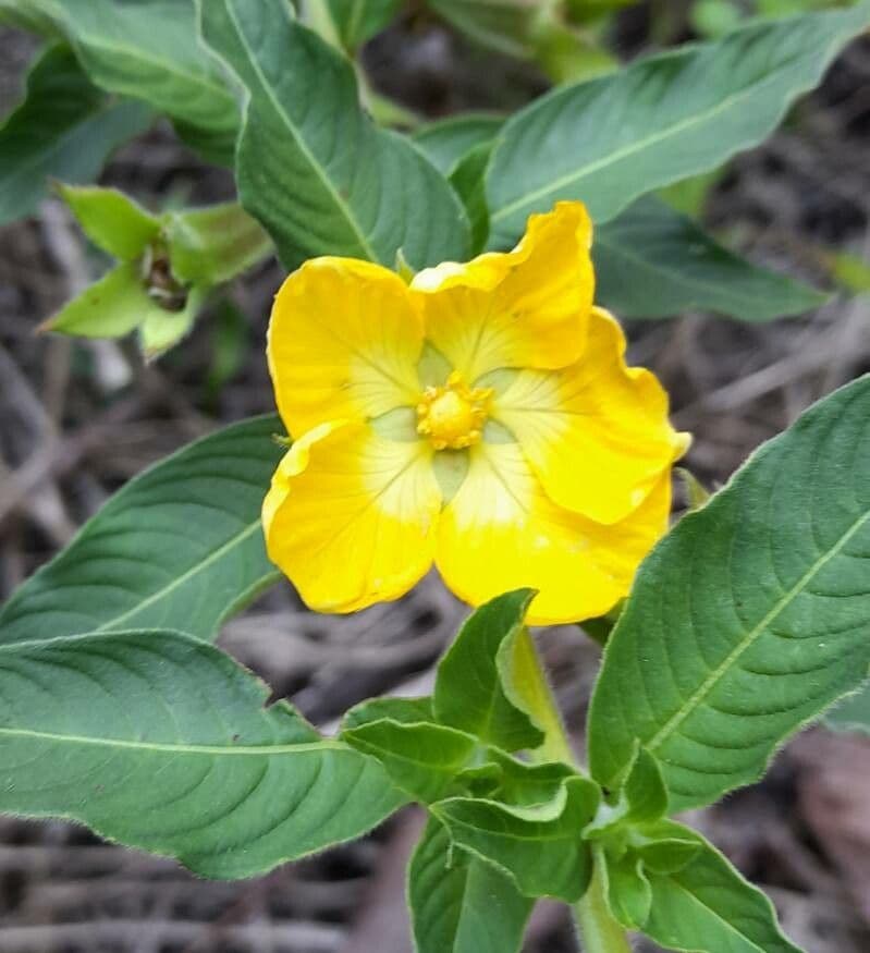 Peruvian primrose-willow 3