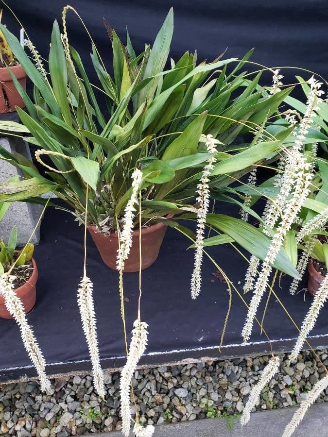 Dendrochilum 6