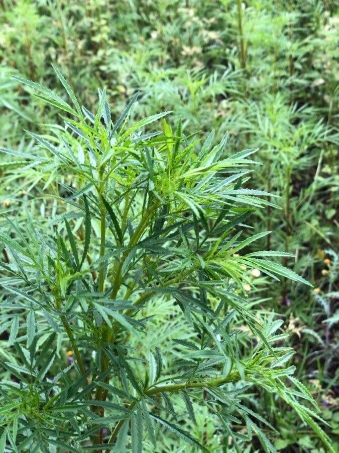Tagetes minuta 18