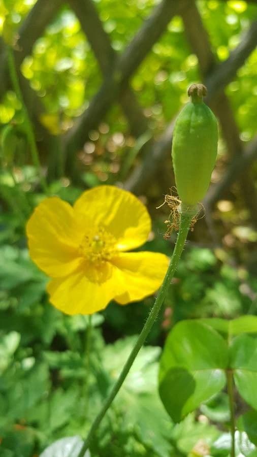 Alpen-Mohn 4