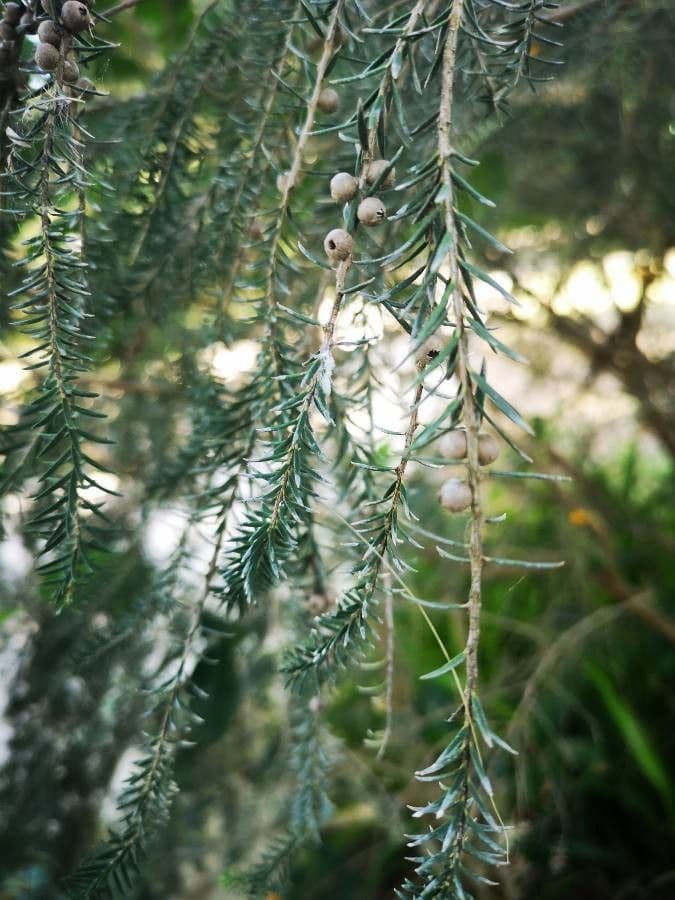 Melaleuca ericifolia 16