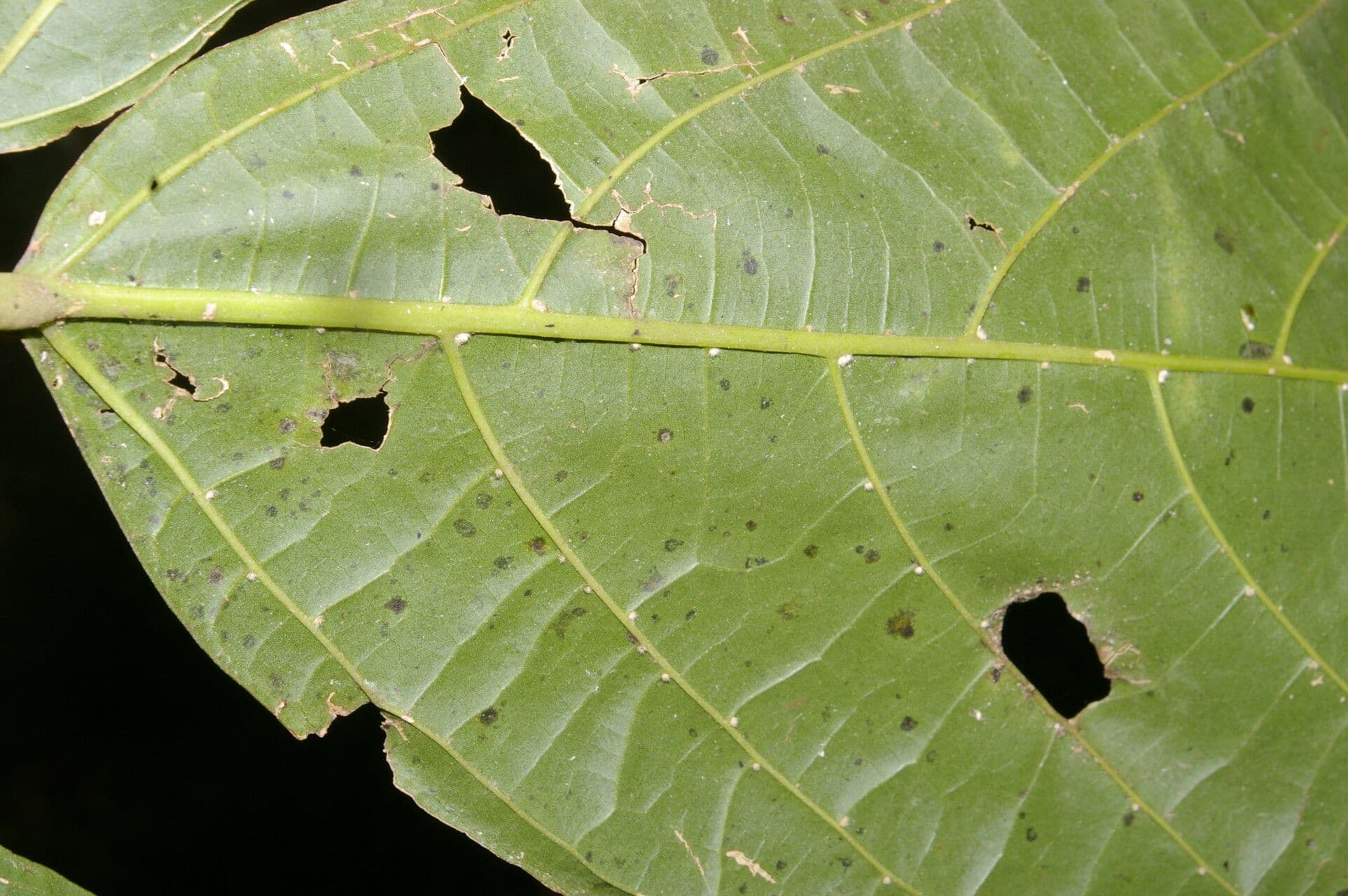 Quararibea funebris 8