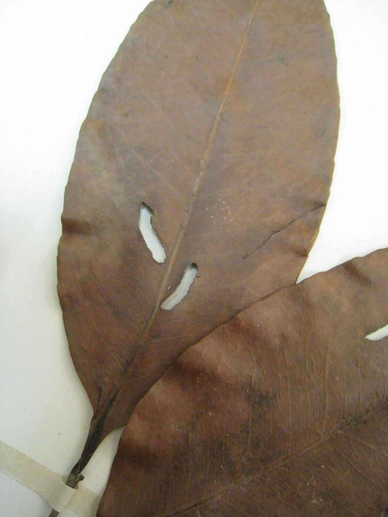 Sacoglottis guayanský 7