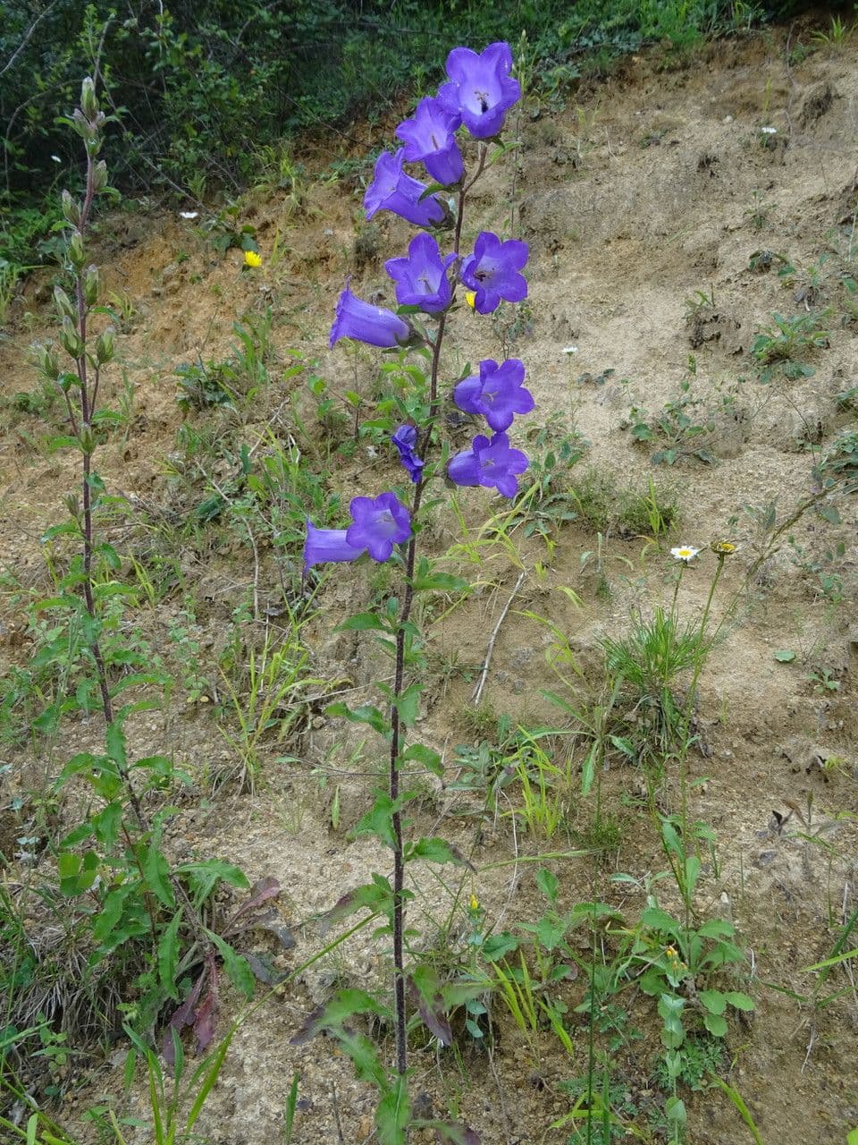 Canapetta 22