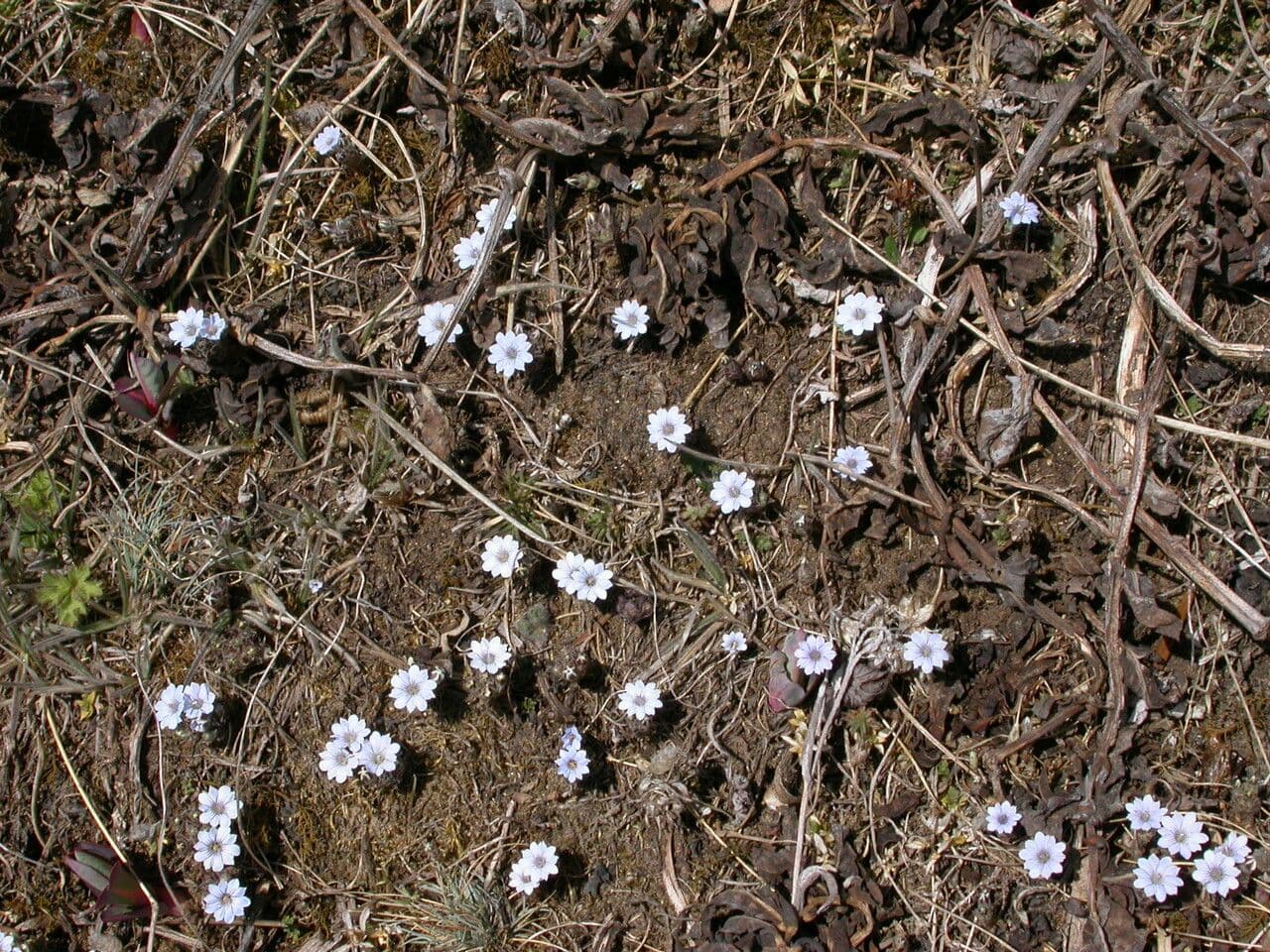 Hořec