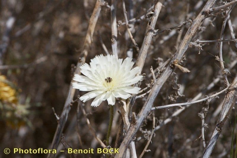 Picris bianca 10